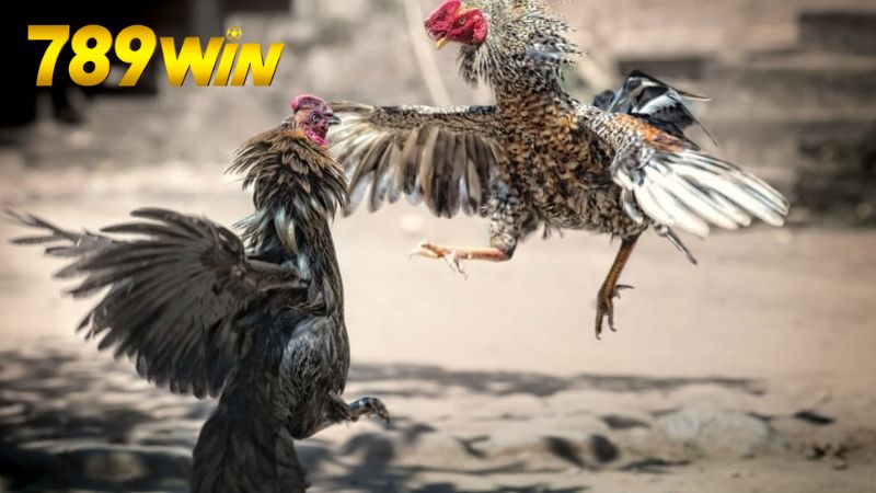 Xem đá gà Campuchia 789win – Trực tiếp HD, cược dễ thắng 1 xem-da-ga-campuchia-789win